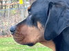 Rowdy - Photo 4