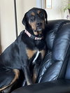 Rowdy - Photo 5