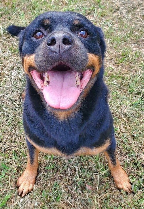 picture of the dog needing adoption