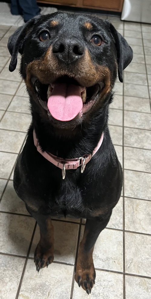 picture of the dog needing adoption