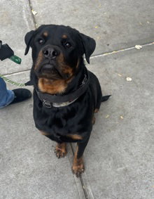 picture of the dog needing adoption