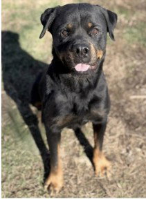 picture of the dog needing adoption