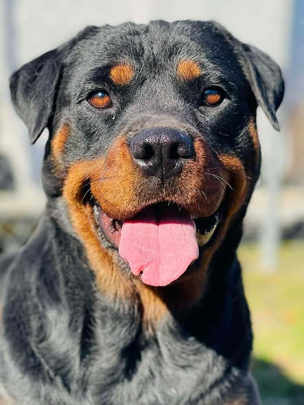 Dottie the Rottie