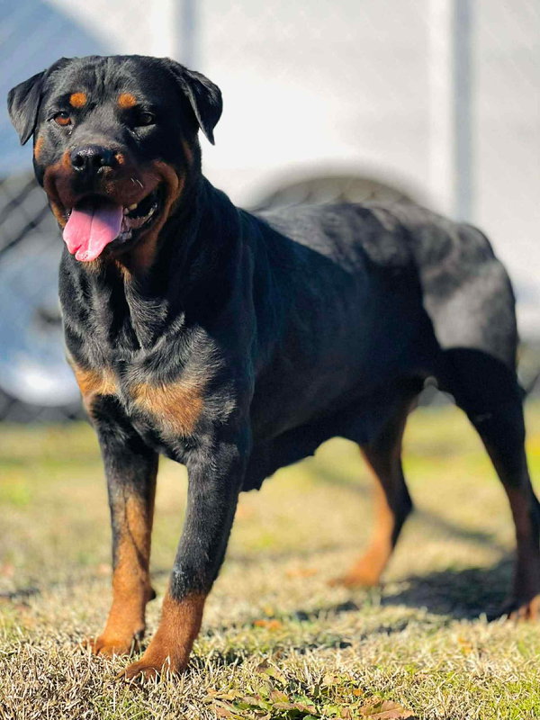 Dottie the Rottie