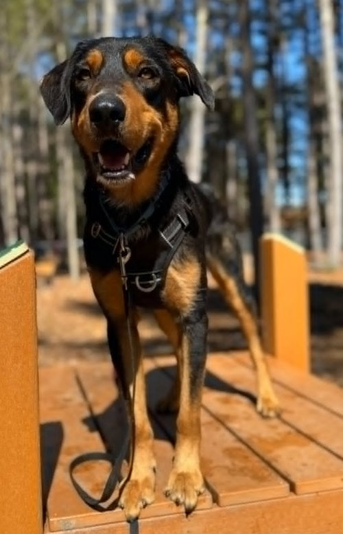 Rupert, an adoptable Labrador Retriever in Hillsboro, NH
