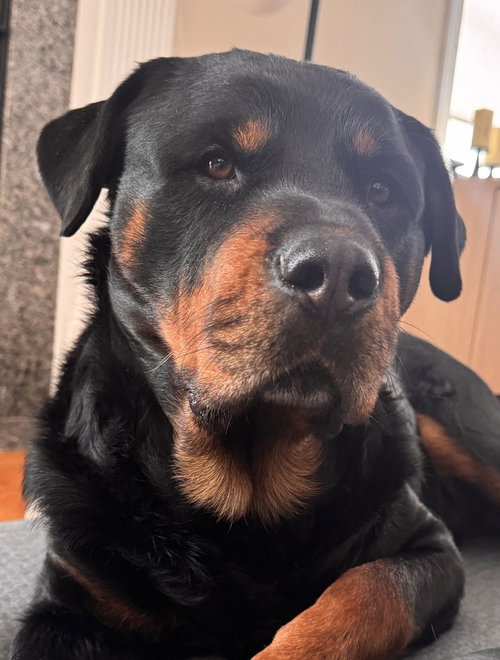 picture of the dog needing adoption