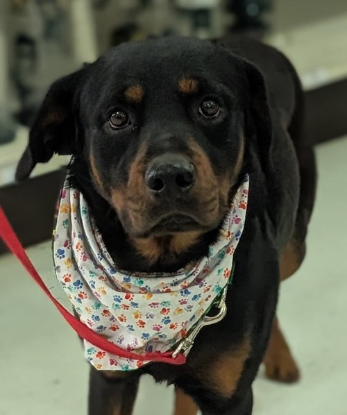 picture of the dog needing adoption