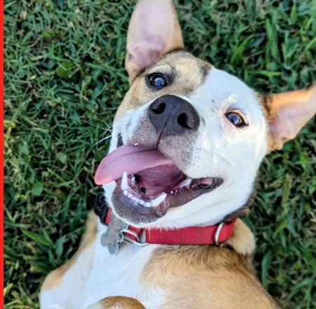 picture of the dog needing adoption