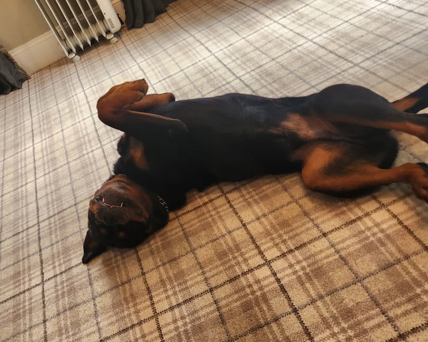 GOLIATH-Courtesy post
