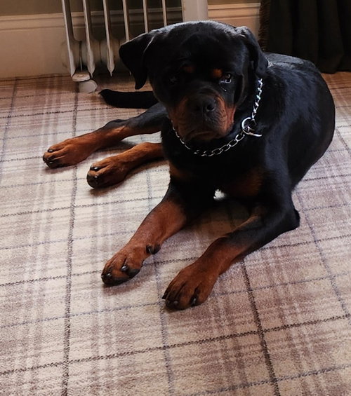 GOLIATH-Courtesy post, an adoptable Rottweiler in Hillsboro, NH