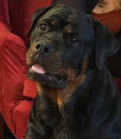 picture of the dog needing adoption