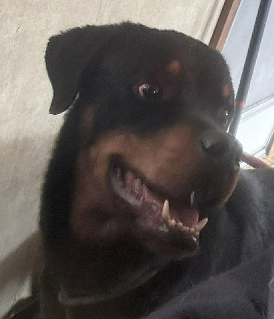 Brewster - Foster Me!