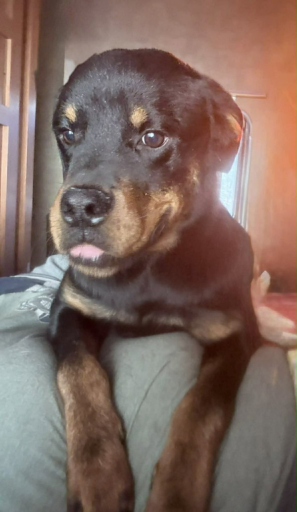 Brewster - Foster Me!