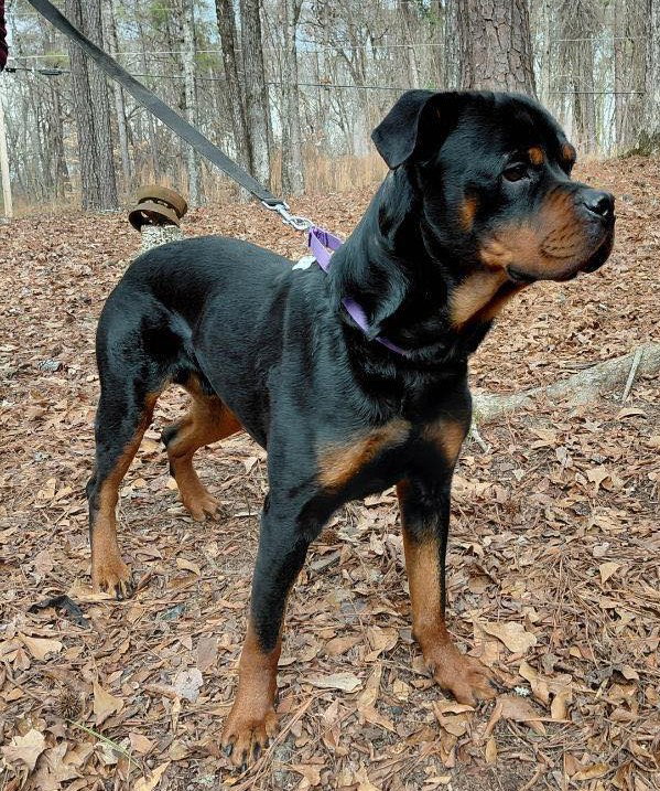 Remus - FOSTER NEEDED