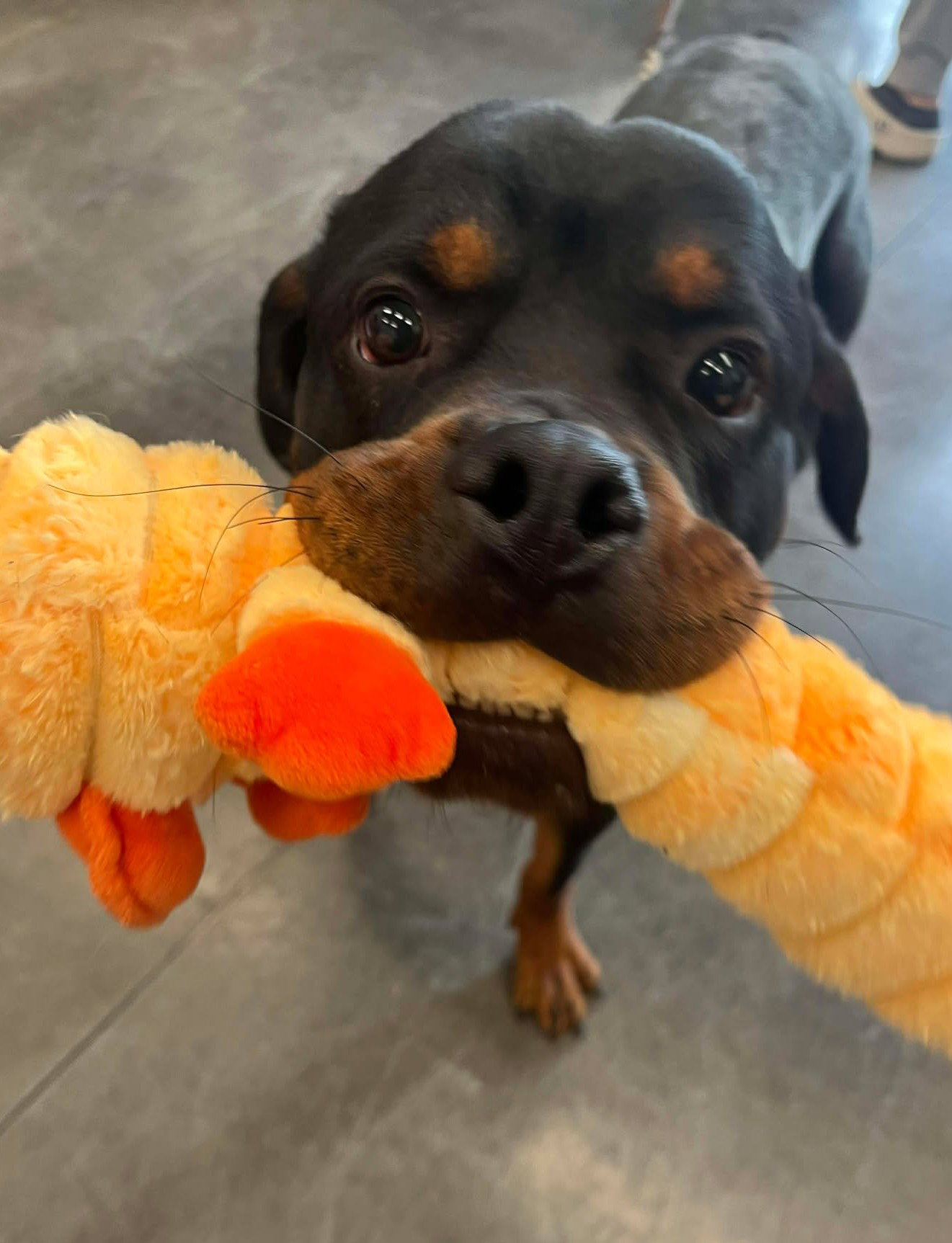 Remus - FOSTER NEEDED