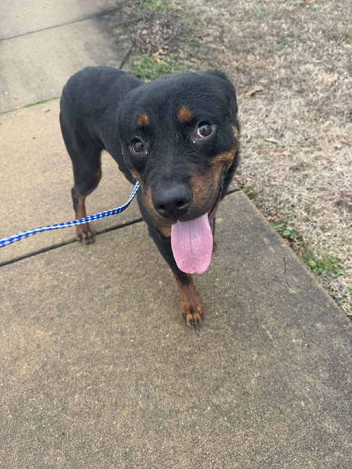 picture of the dog needing adoption