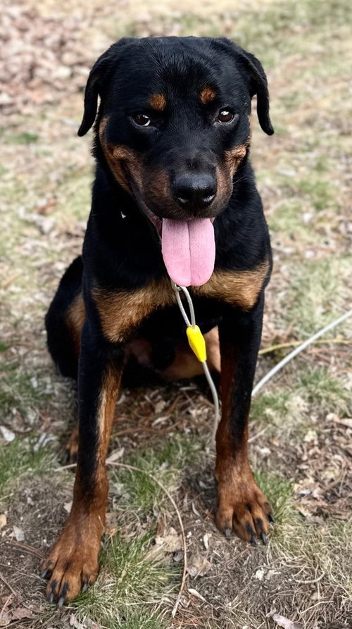 Lenny, an adoptable Rottweiler in Hillsboro, NH