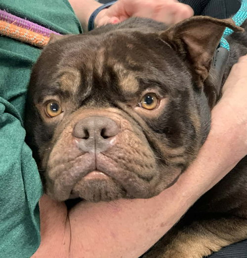 Brady, an adoptable Pit Bull Terrier in Hillsboro, NH