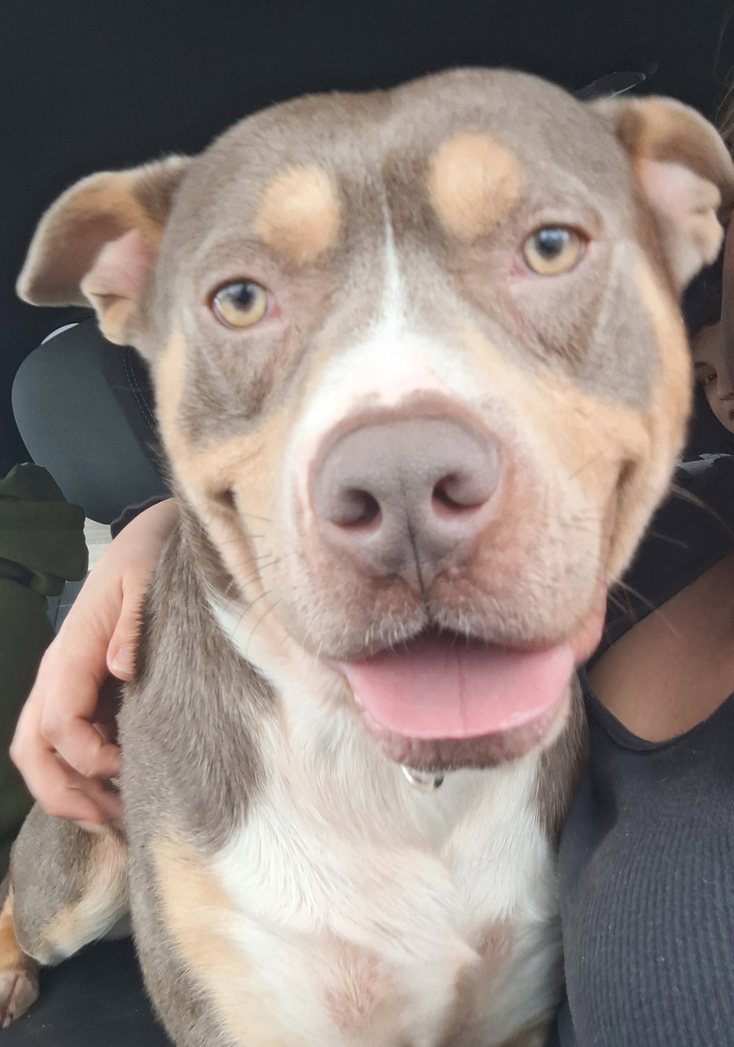 Rocco