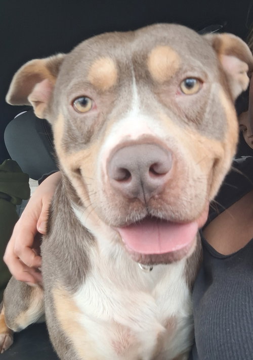 picture of the dog needing adoption