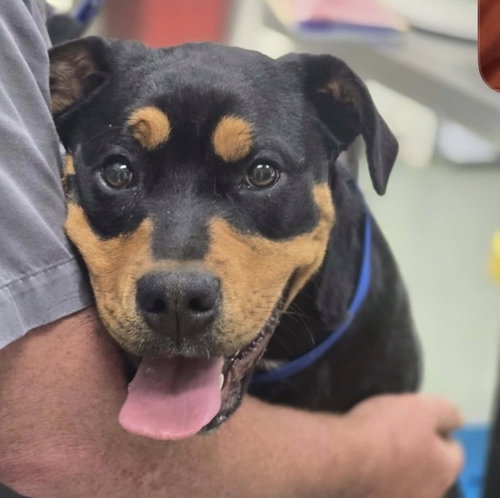Reagan, an adoptable Rottweiler in Hillsboro, NH
