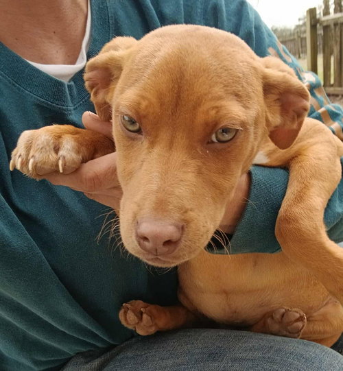 picture of the dog needing adoption