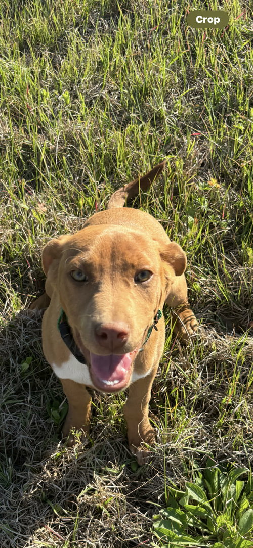 Patty, an adoptable Pit Bull Terrier in Hillsboro, NH