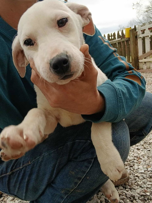 picture of the dog needing adoption
