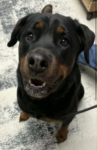 Scarlett, an adoptable Rottweiler in Hillsboro, NH