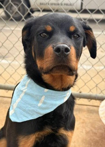 Sonny, an adoptable Rottweiler in Hillsboro, NH