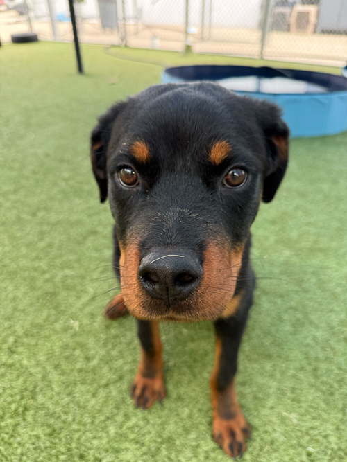 Sonny, an adoptable Rottweiler in Hillsboro, NH