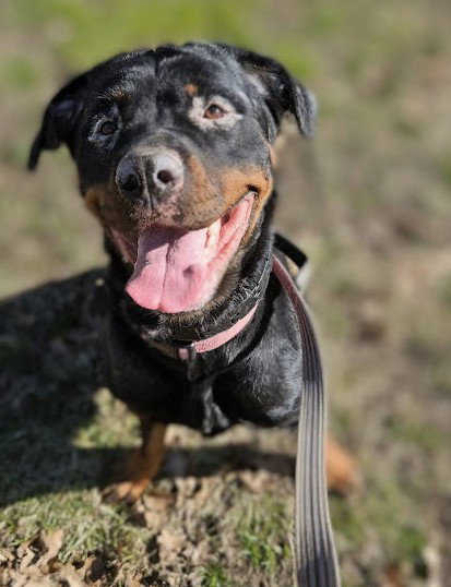 NORA, an adoptable Rottweiler in Hillsboro, NH