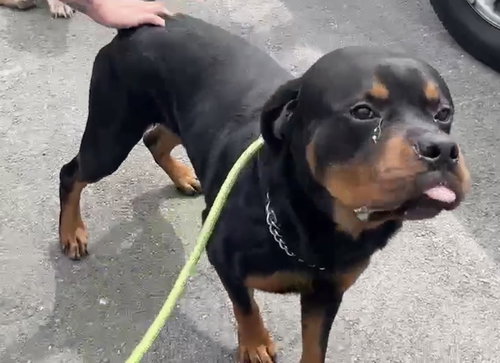Tank, an adoptable Rottweiler in Hillsboro, NH