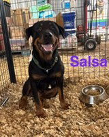 Salsa