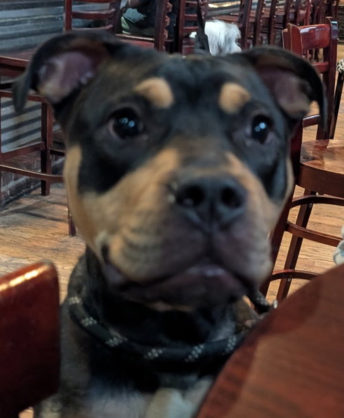Austin, an adoptable Rottweiler in Hillsboro, NH