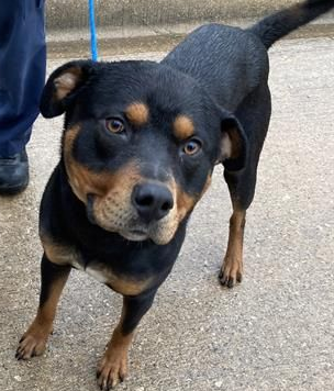 Lochness, an adoptable Rottweiler in Hillsboro, NH