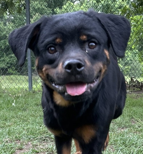 Tyrone, an adoptable Rottweiler in Hillsboro, NH