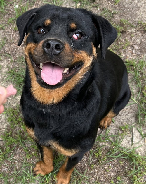 Tandy, an adoptable Rottweiler in Hillsboro, NH