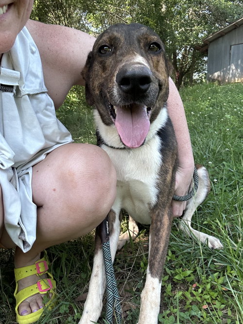 Brother-courtesy post, an adoptable Labrador Retriever in Hillsboro, NH
