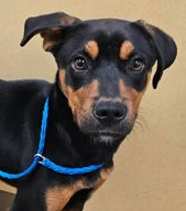 Connor, an adoptable Rottweiler in Hillsboro, NH