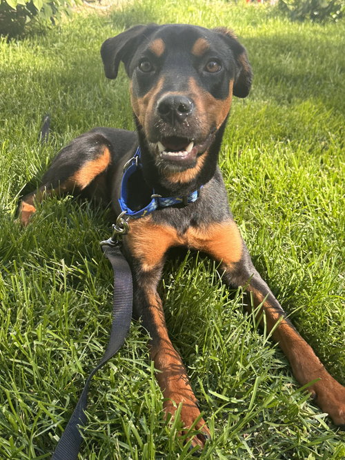 Connor, an adoptable Rottweiler in Hillsboro, NH