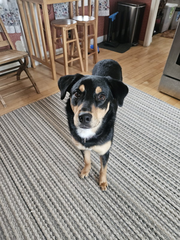 Rufus