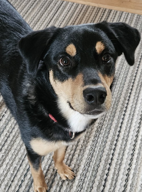 Rufus