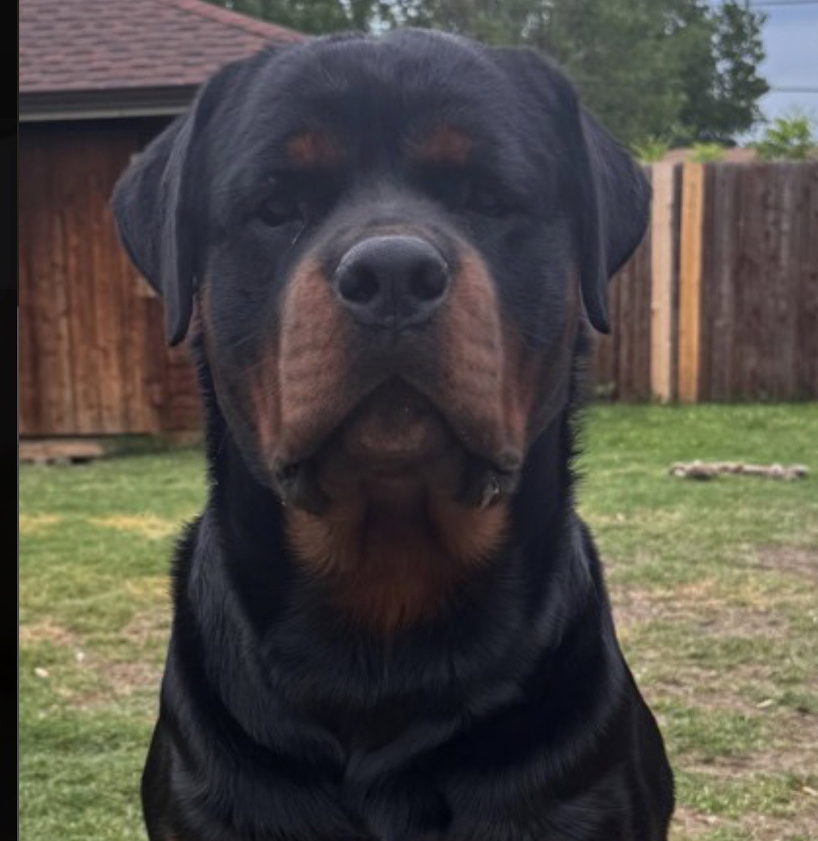 Draco