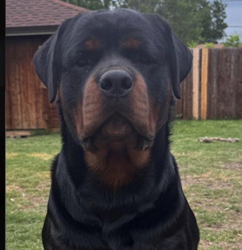 Draco