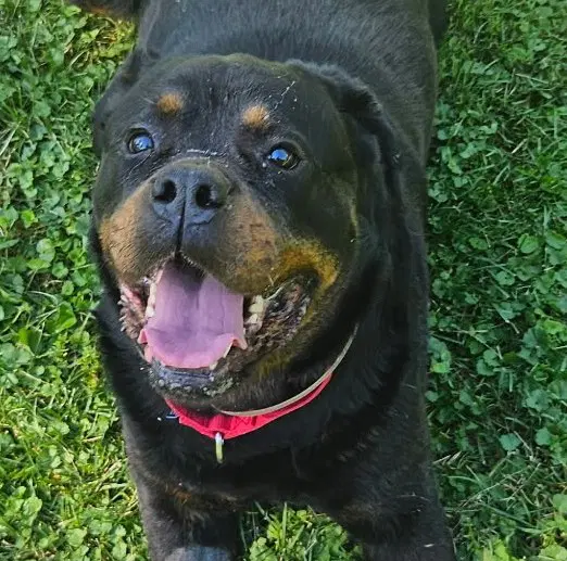 Coco - Rottweiler