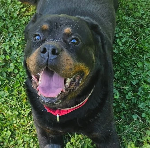Coco