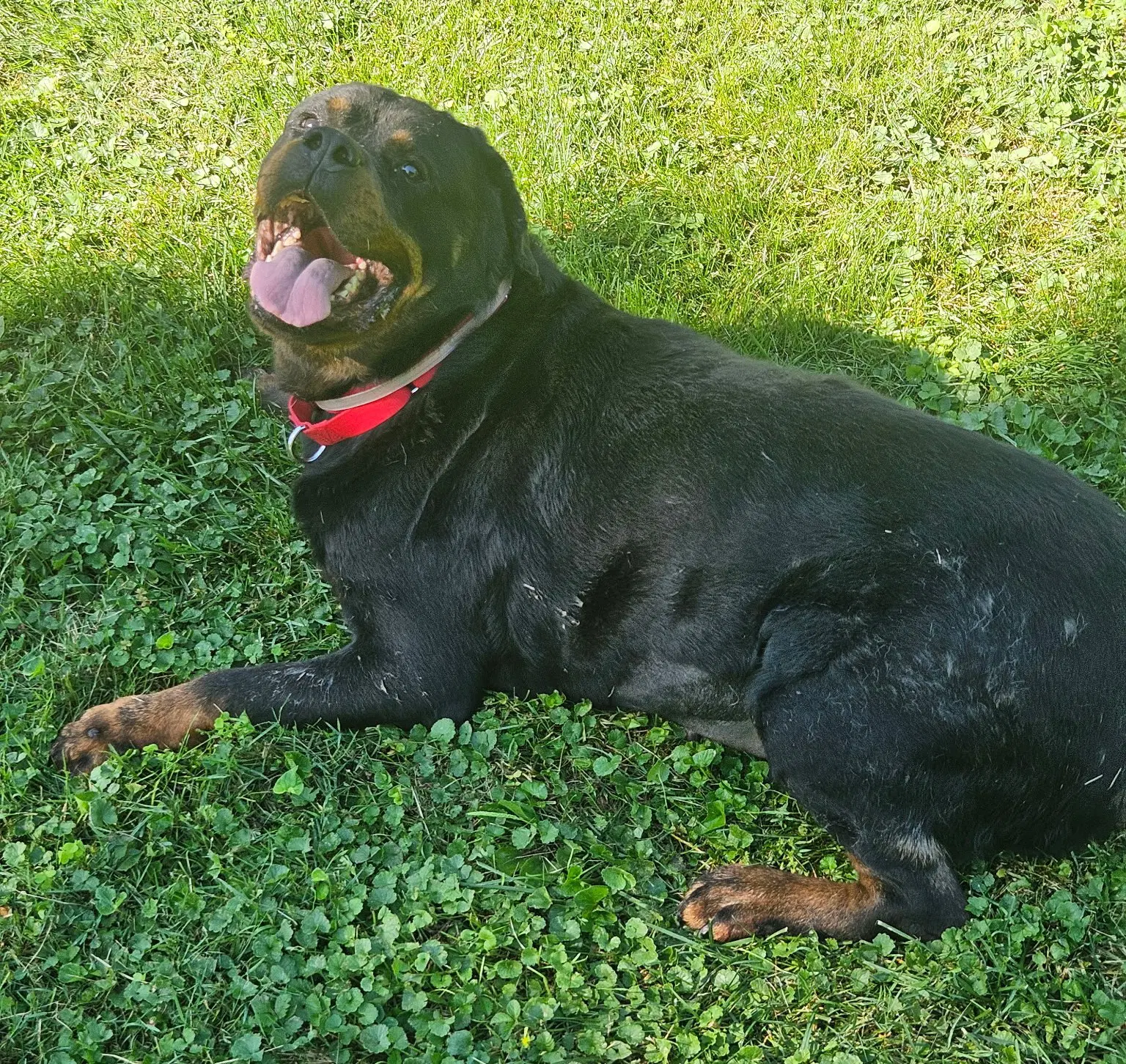 Coco image 4