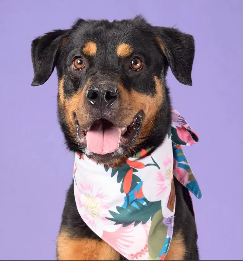 Ruthie - Rottweiler