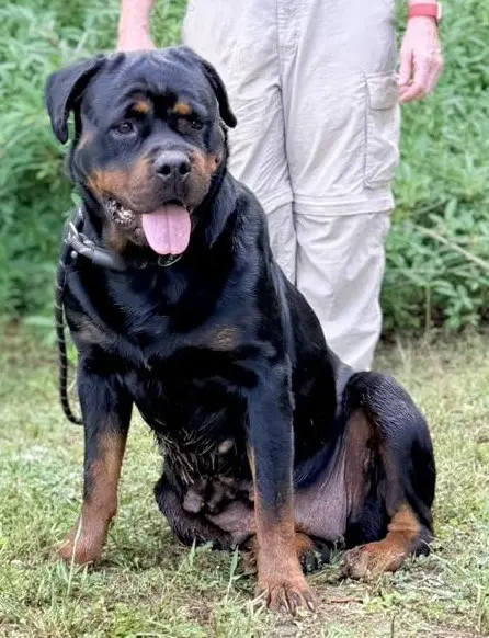 Eva - Rottweiler